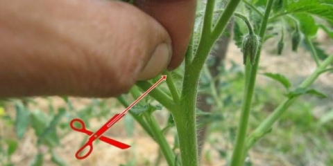 Paradajz niskog rasta koji ne zahtijeva štipanje