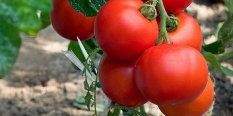 Paradajz niskog rasta: najbolje sorte