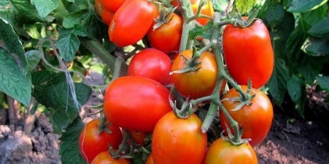 Paradajz niskog rasta - najproduktivnije sorte