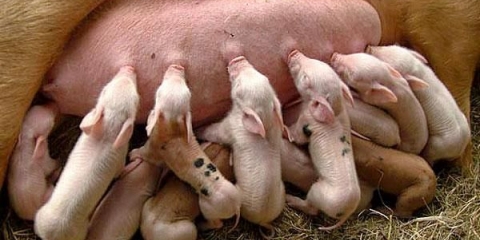 Novorođena prasad - uzgoj kod kuće