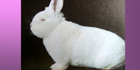 Novozelandski bijeli zec - opis nzb pasmine