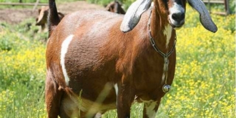 Nubijska pasmina koza: održavanje, uzgoj i njega