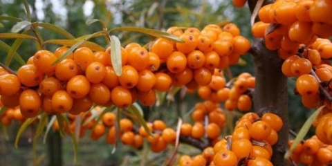 Čui od morske krkavine