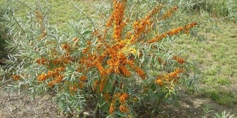 Džem od morske krkavine