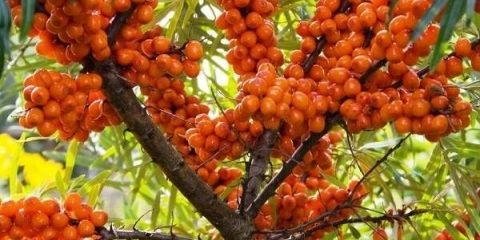 Morski trn: korisna svojstva i kontraindikacije