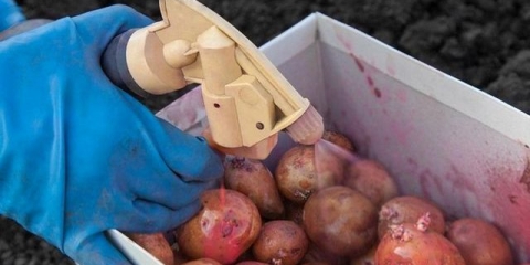 Obrada krompira prije sadnje fitosporinom