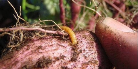 Prerada krumpira prije sadnje od žičara