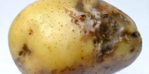 Tretiranje gomolja krompira prije sadnje protiv fitoftore