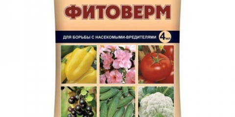 Obrada jagoda fitovermom: tokom cvatnje, nakon berbe