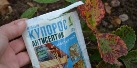 Obrada jagoda bakrenim sulfatom nakon berbe, u proljeće, prije sadnje