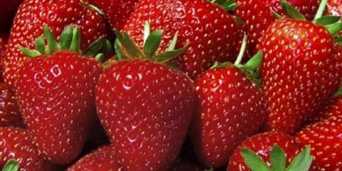 Obrada jagoda amonijakom u proljeće