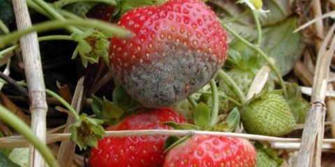 Tretiranje jagoda od sive truleži tokom plodonošenja, nakon berbe