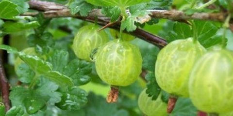 Prerada ogrozda u proljeće od bolesti i štetočina