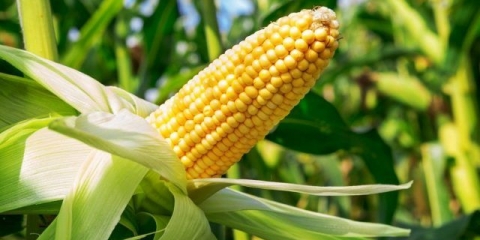 Tretiranje kukuruza herbicidima