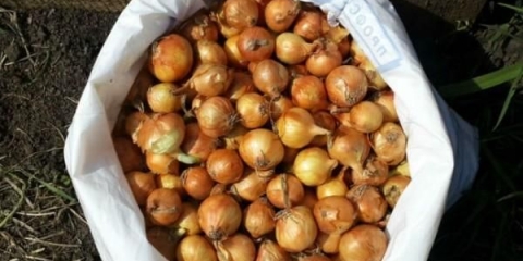 Obrada luka brezovim katranom prije sadnje