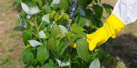 Prerada maline u proleće od bolesti i štetočina