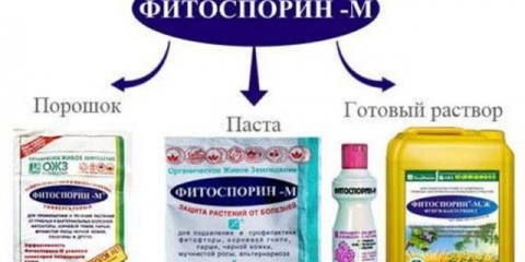 Obrada tla u stakleniku s fitosporinom u proljeće: prije sadnje, od bolesti, od štetočina