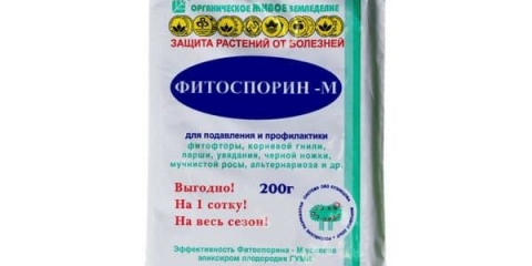 Liječenje ribizla fitosporinom: upute za upotrebu