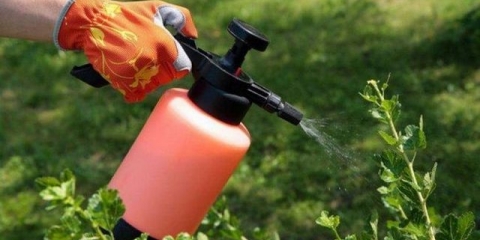 Prerada ribizle u proljeće od bolesti i štetočina