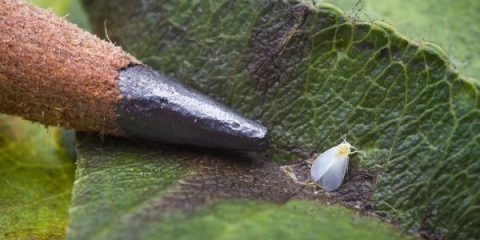 Obrada staklenika od polikarbonata od bijelih mušica u proljeće: vrijeme, mjere kontrole i prevencije