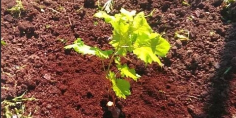 Tretiranje grožđa ureom (karbamidom): u proljeće, jesen, prije skloništa za zimu