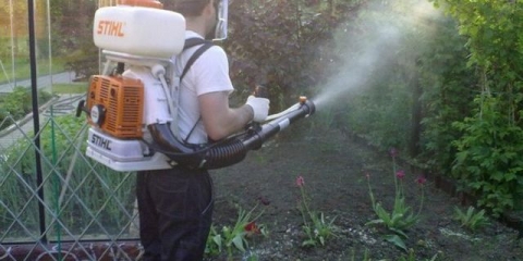 Prerada grožđa od bolesti i štetočina - rokovi prerade