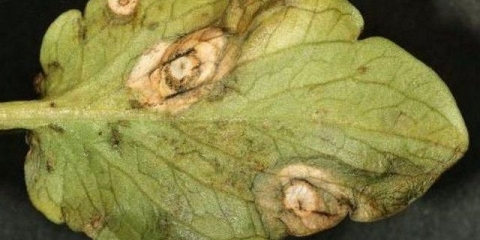 Tretman orlovi nokti u proljeće od bolesti i štetočina