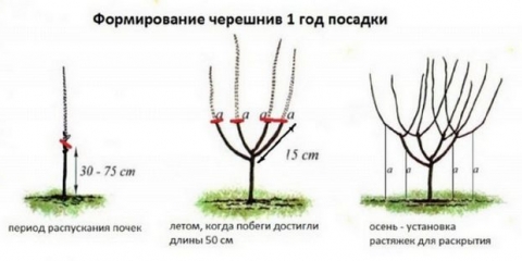 Obrezivanje trešanja