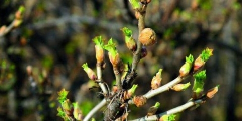 Rezidba crnog ribizla u proljeće