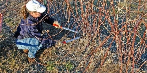 Rezidba kupine u proljeće
