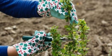 Rezidba i prihrana prilikom rezidbe ogrozda u jesen