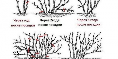 Rezidba crvene ribizle u proljeće