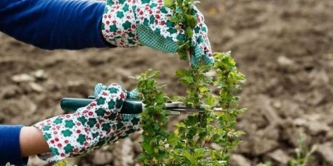 Orezivanje ogrozda u proljeće