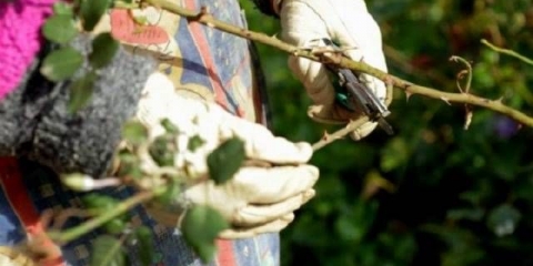 Rezidba prskanih ruža u proljeće