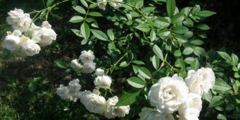 Orezivanje ruža penjačica za zimu