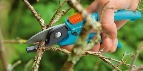 Orezivanje morske krkavine u proljeće