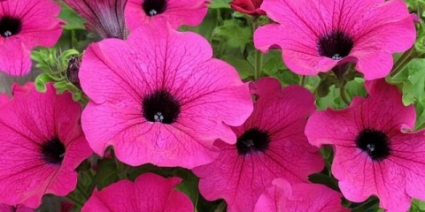 Orezivanje petunija sredinom ljeta