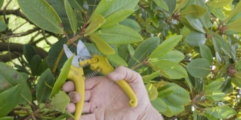 Obrezivanje rododendrona nakon cvatnje