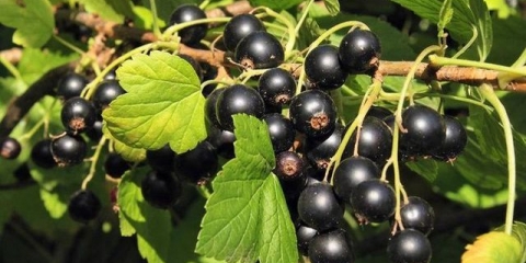 Rezidba ribizle u proleće