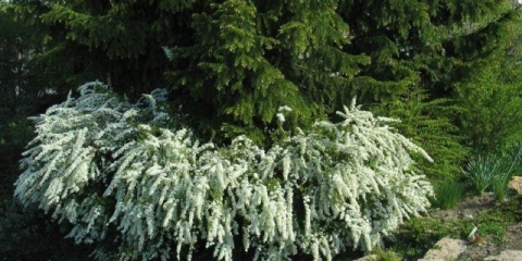Obrezivanje spireje u proljeće