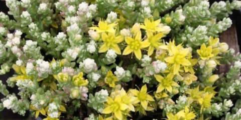 Stonecrop caustic: opis, sorte, sadnja i njega, reprodukcija