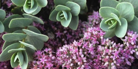 Evers stonecrop: fotografija, opis, sadnja i njega, uzgoj