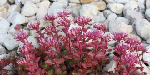 Stonecrop lažni: fotografija, sadnja i njega, sorte