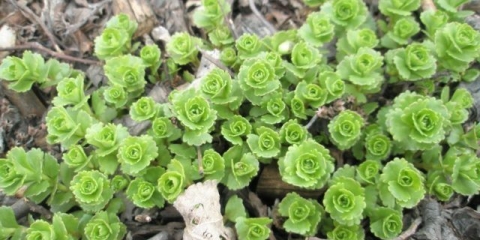 Stonecrop puzanje (puzanje): fotografija, sadnja i njega