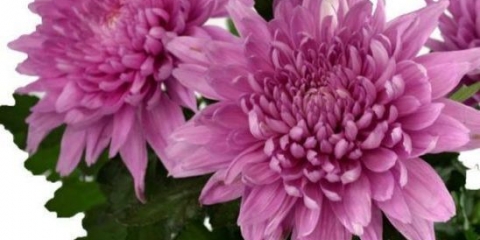 Jednoglave krizanteme: opis, sadnja i njega, fotografija