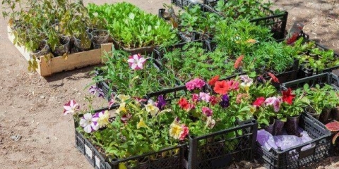 Jednogodišnje cvijeće koje cvjeta bez sadnica: ime + fotografija