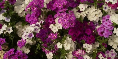 Jednogodišnji floks - raste iz sjemena