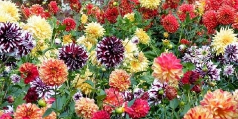 Jednogodišnje dalije: uzgoj iz sjemena, kada saditi