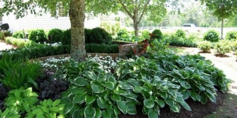 Jednogodišnje biljke u hladu koje cvjetaju cijelo ljeto