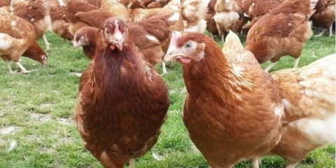 Pripitomljavanje od strane ruskih uzgajivača peradi heisek rase pilića kako bi se dobio veliki broj jaja